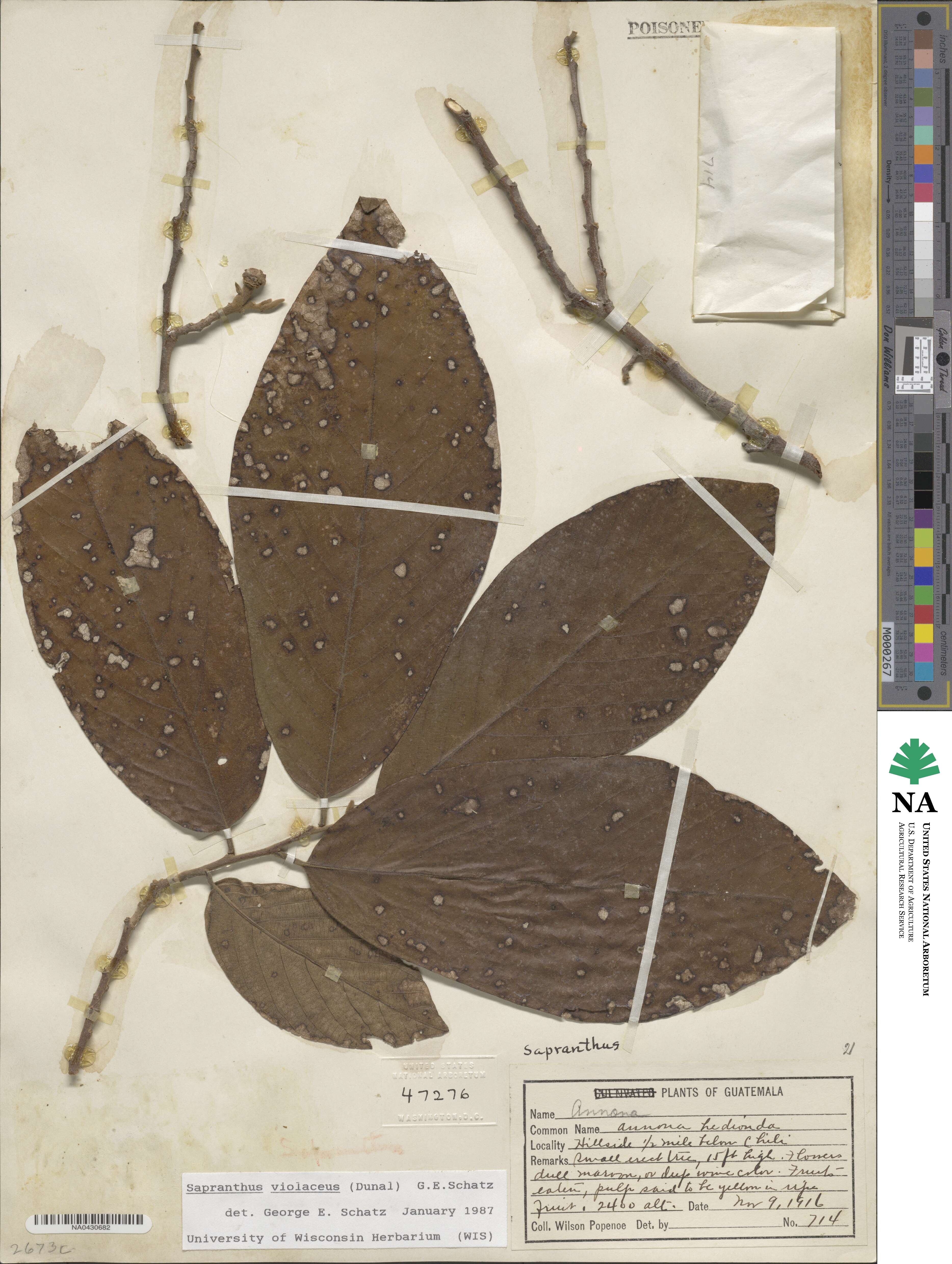 Sapranthus violaceus image