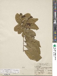 Sapranthus microcarpus image
