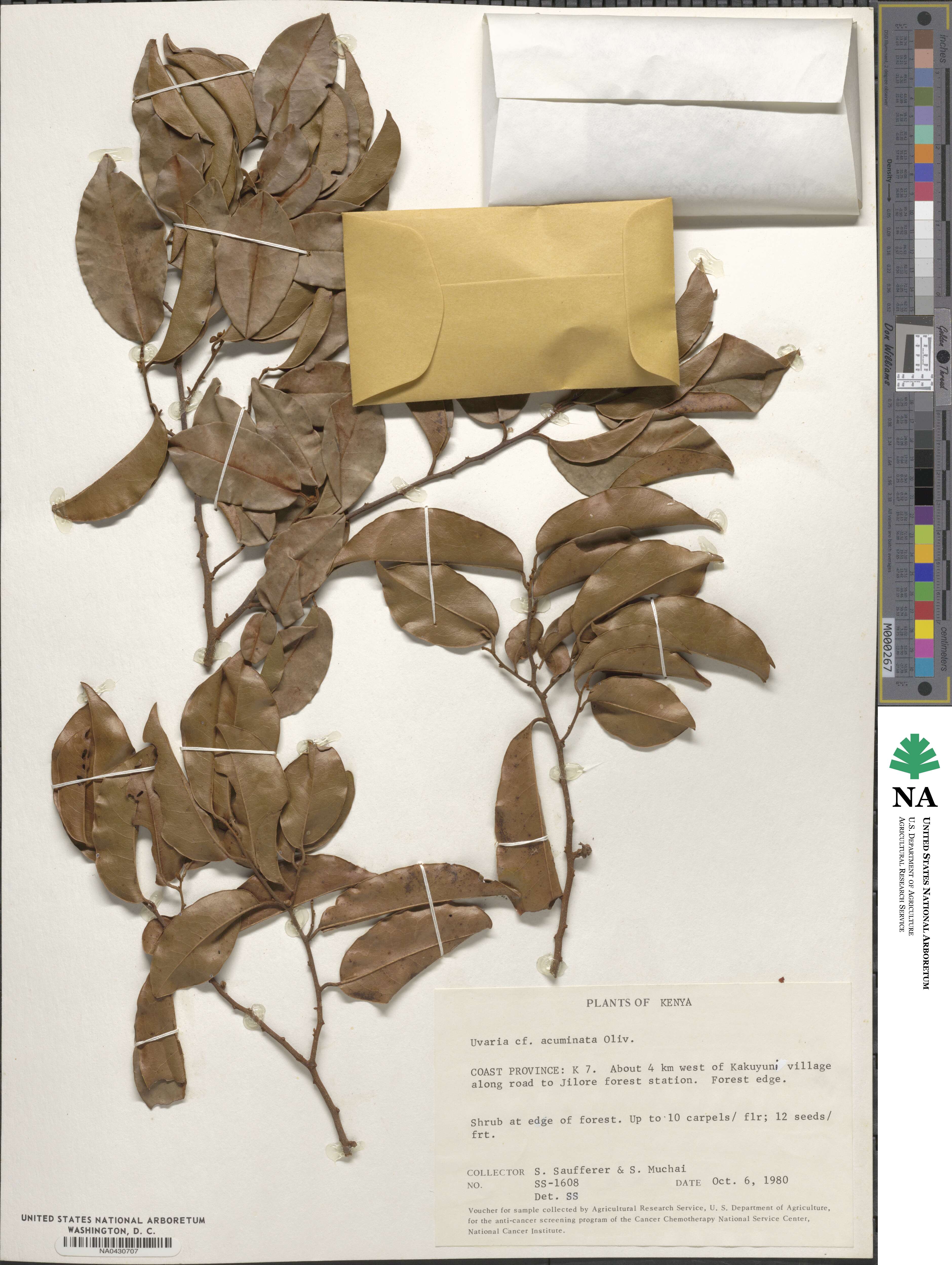 Uvaria acuminata image
