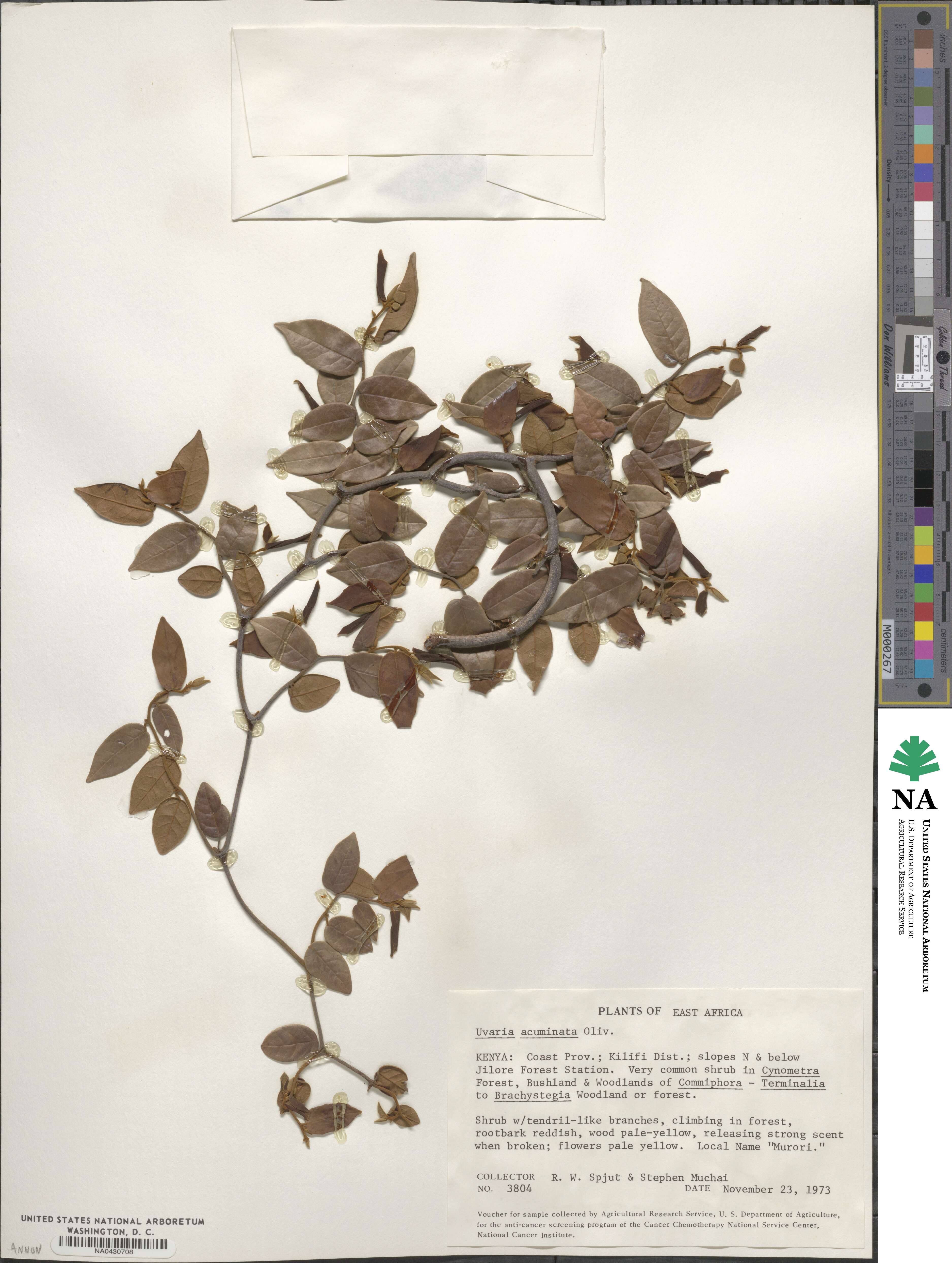 Uvaria acuminata image