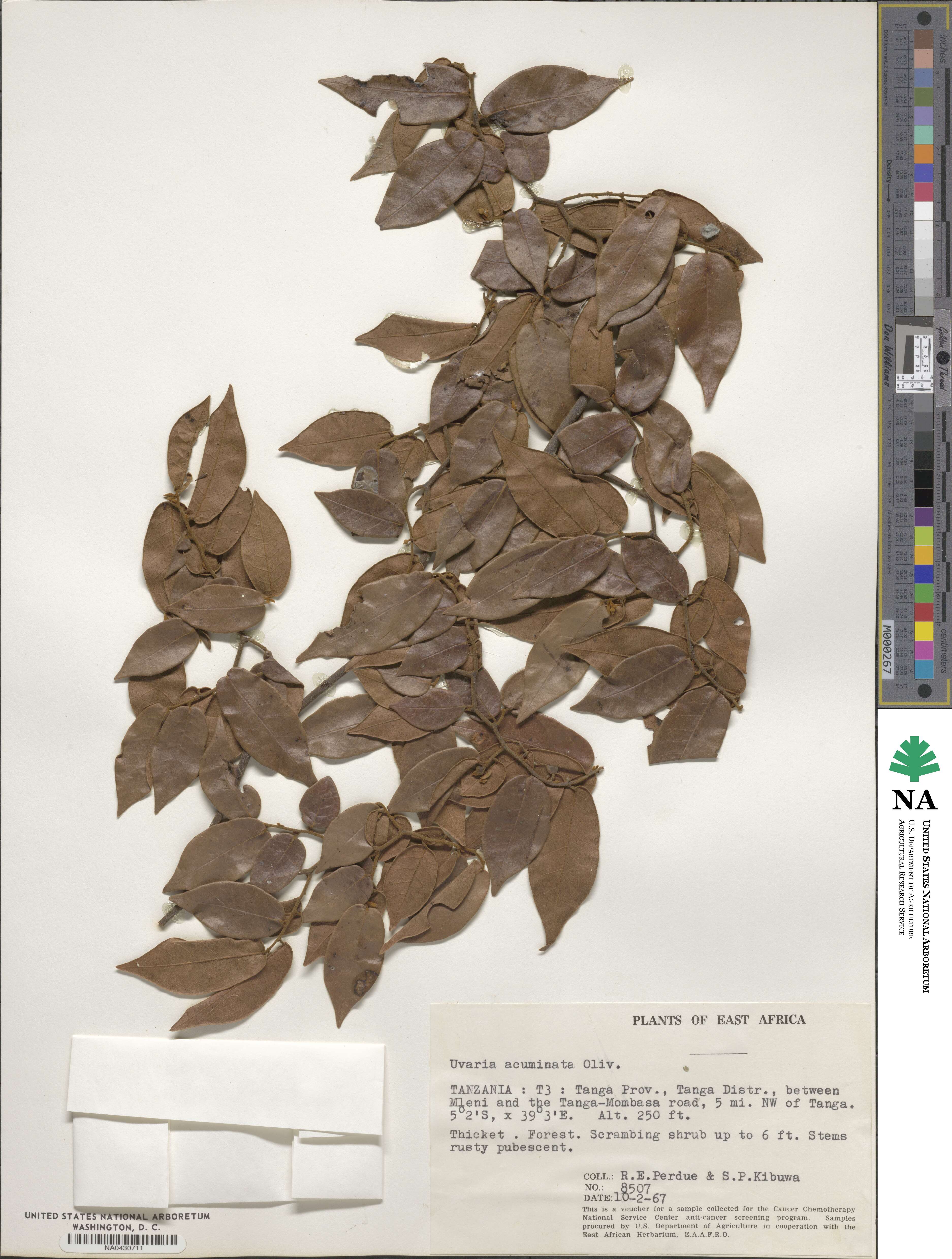 Uvaria acuminata image