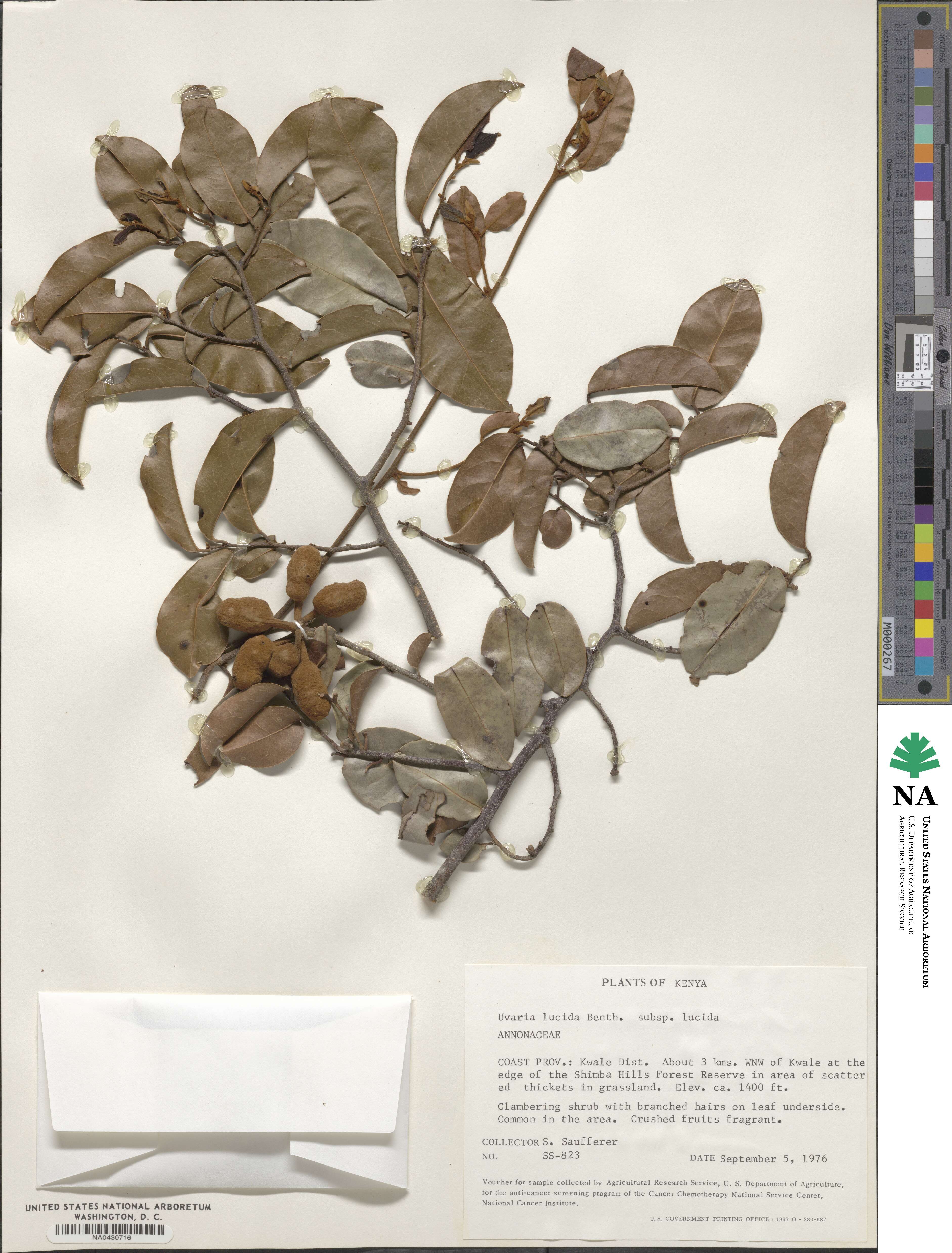 Uvaria lucida image