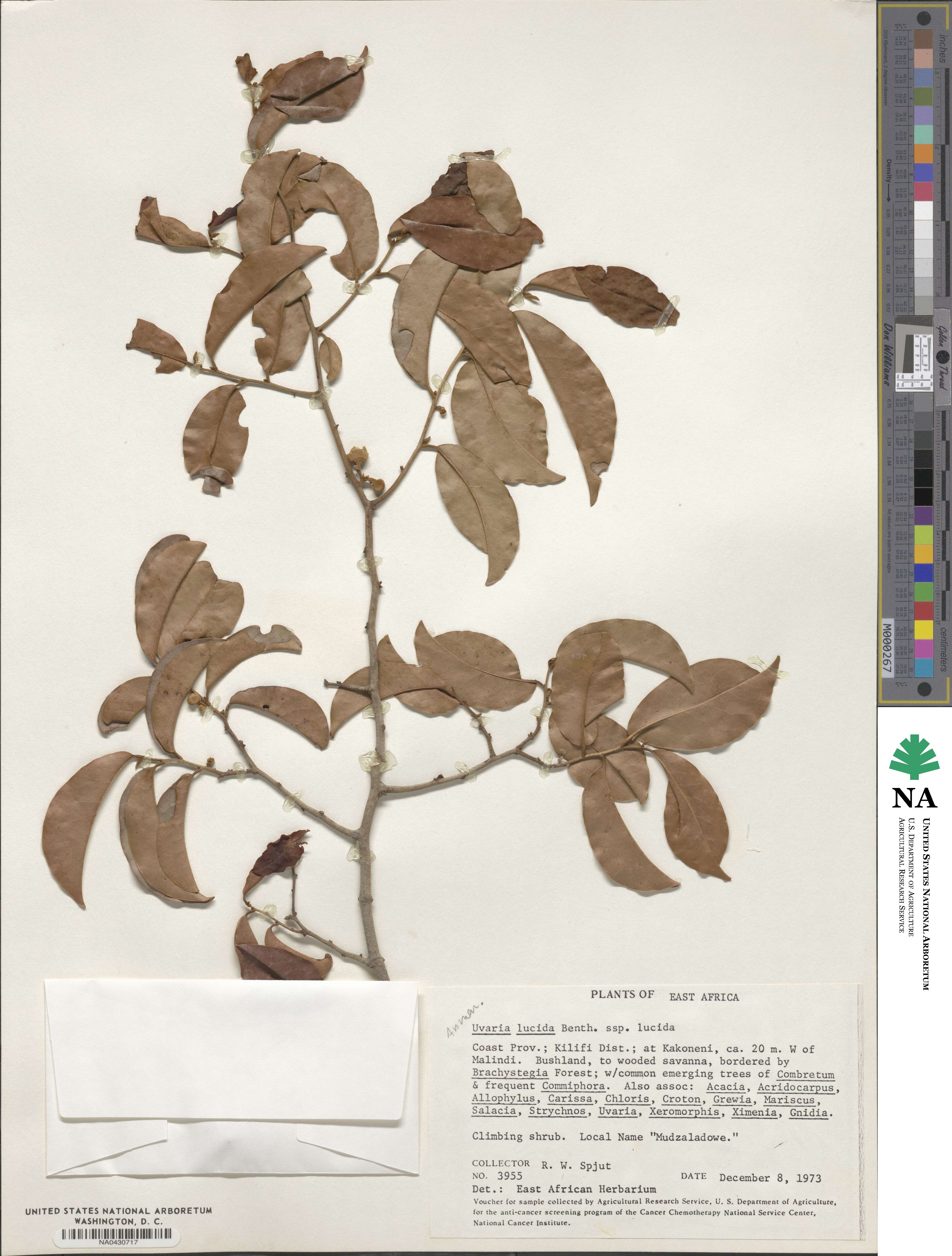 Uvaria image