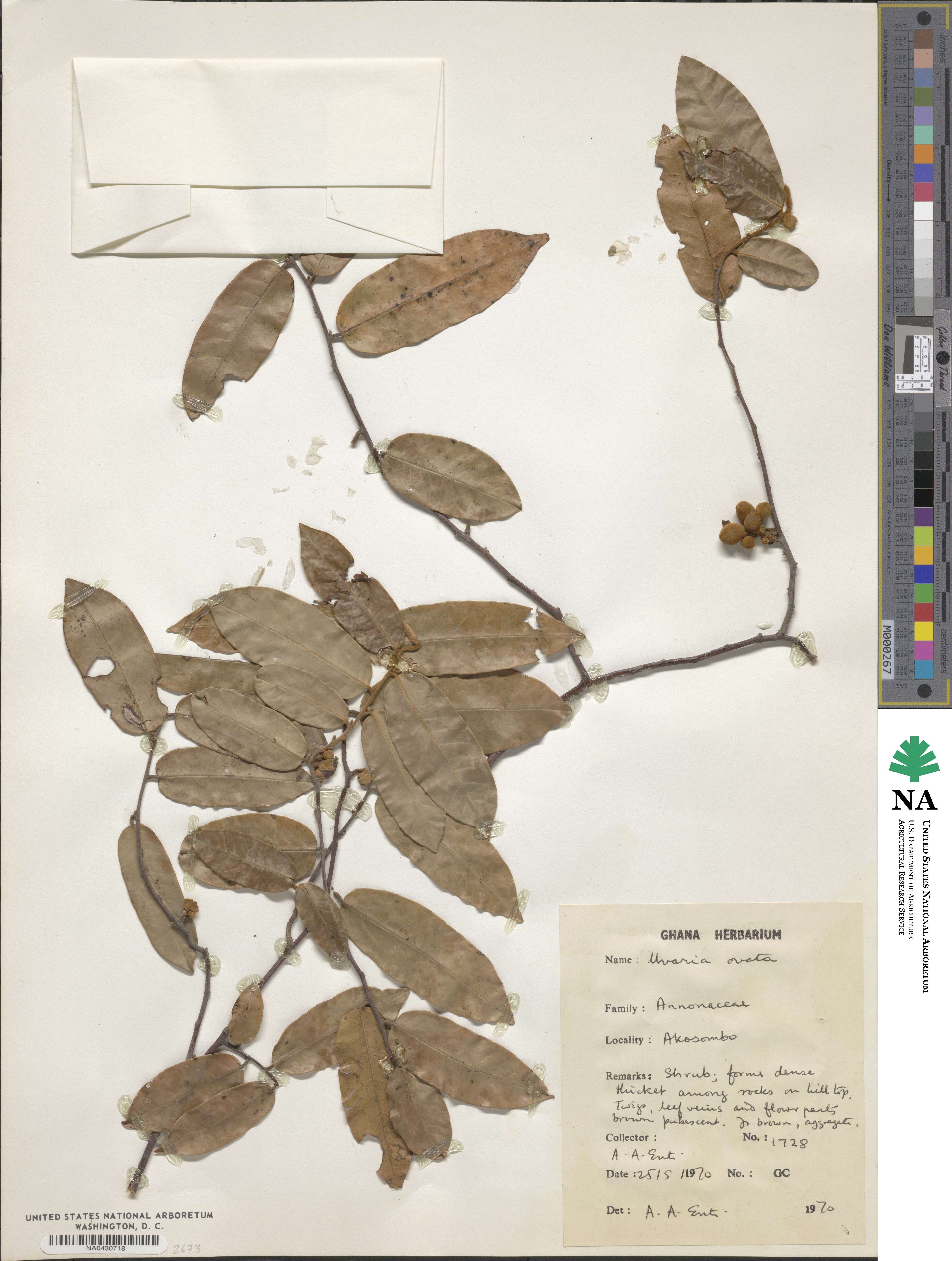 Uvaria ovata image