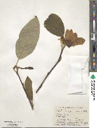 Magnolia wilsonii image