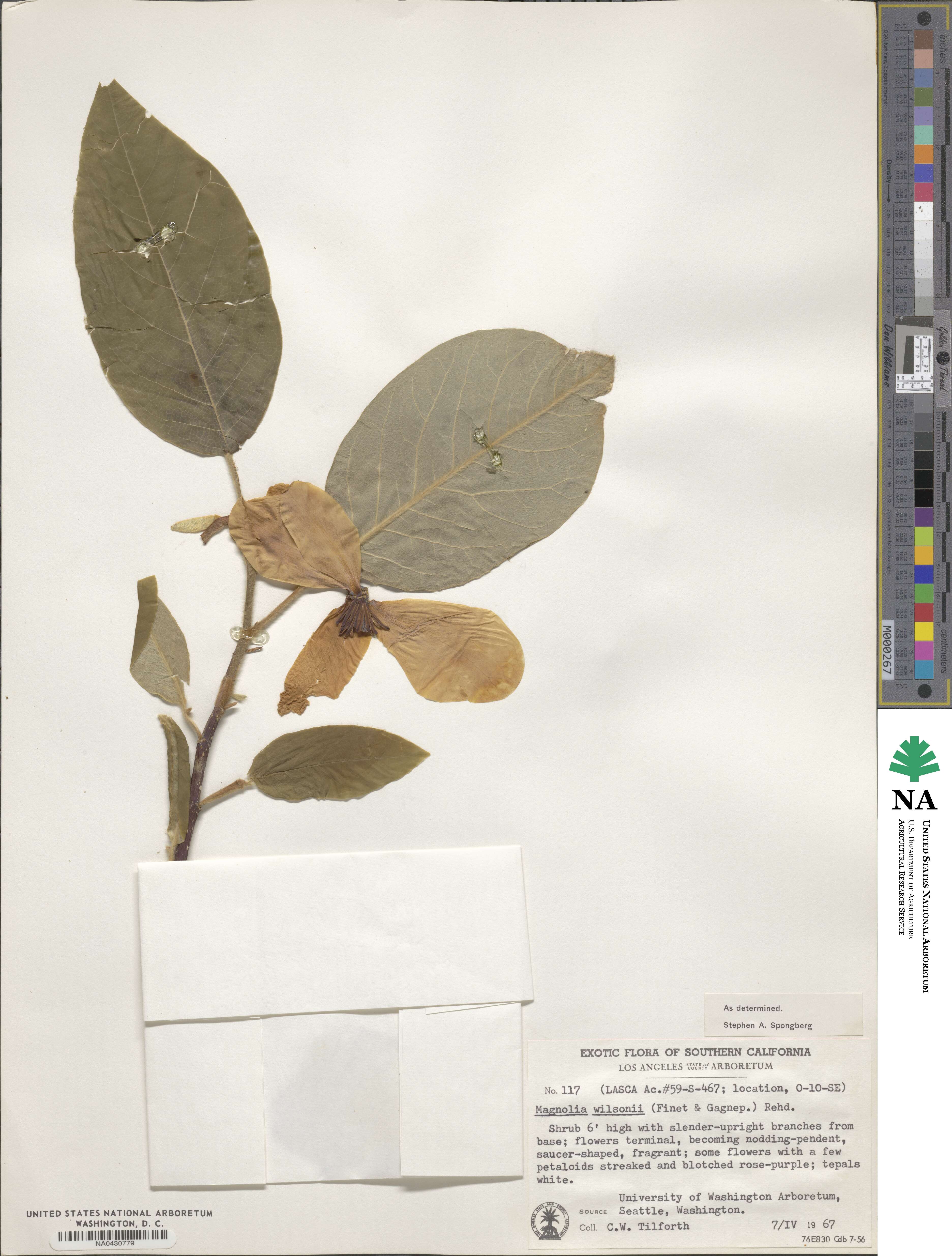 Magnolia wilsonii image