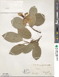 Magnolia wilsonii image