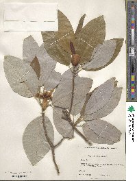 Magnolia virginiana image