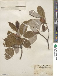 Magnolia virginiana var. australis image