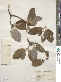 Magnolia virginiana image