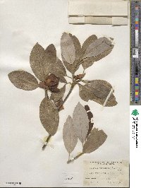 Magnolia virginiana image