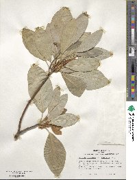 Magnolia virginiana image