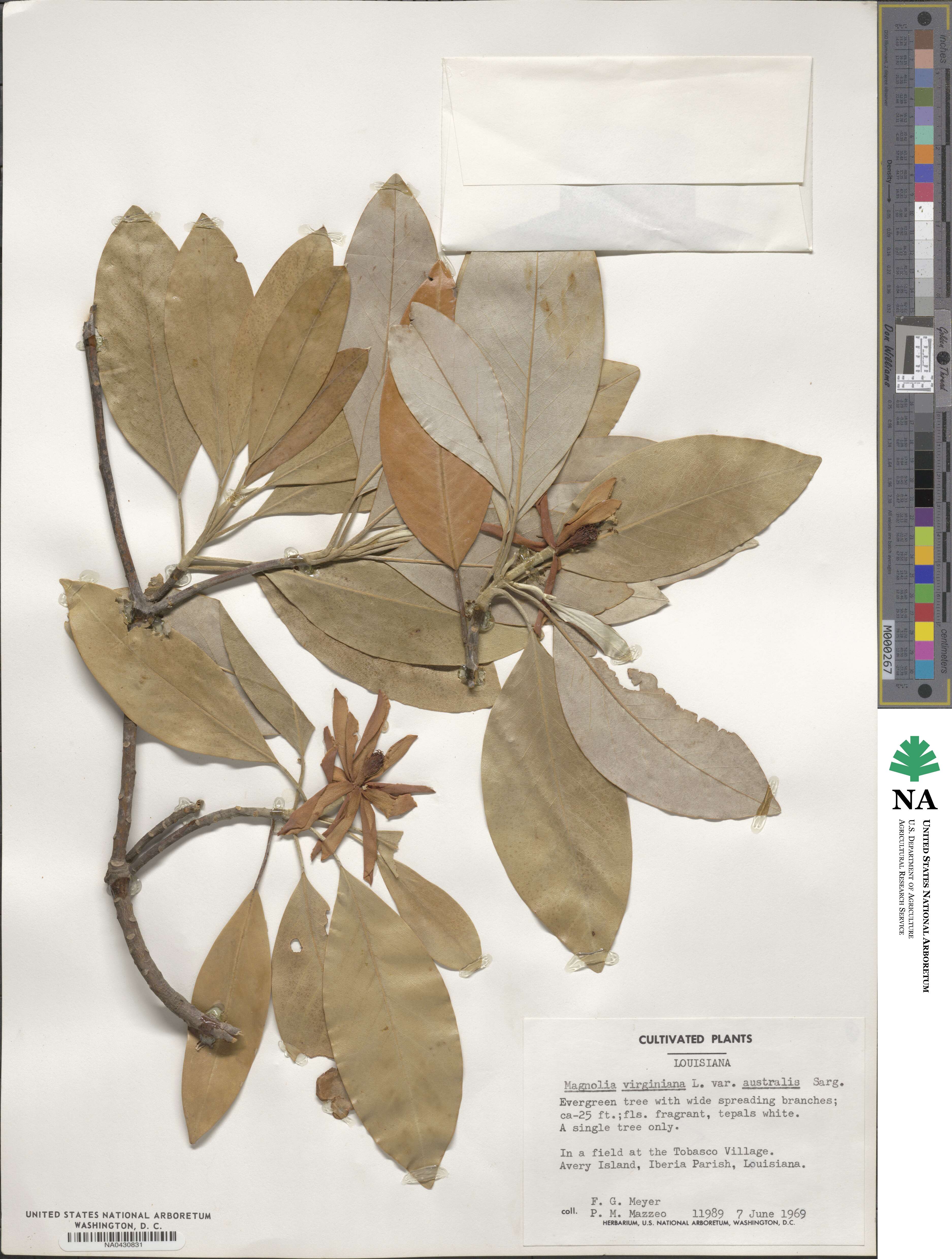 Magnolia virginiana var. australis image