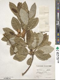 Magnolia virginiana var. australis image