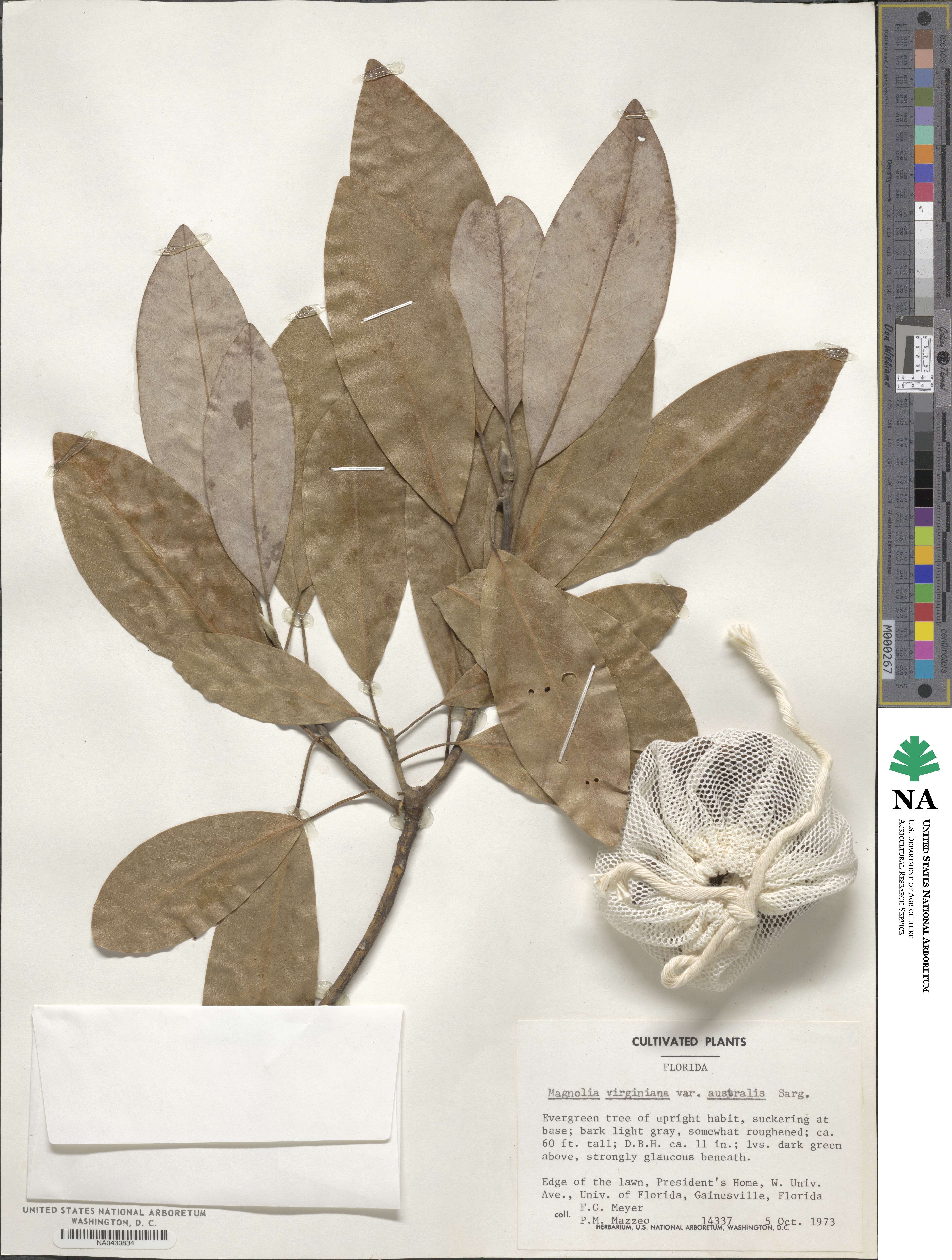 Magnolia virginiana var. australis image