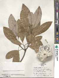 Magnolia virginiana var. australis image