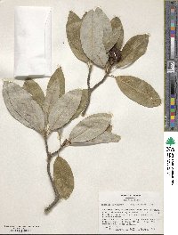 Magnolia virginiana image