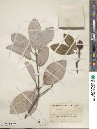 Magnolia virginiana image