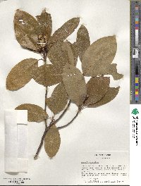 Magnolia virginiana image