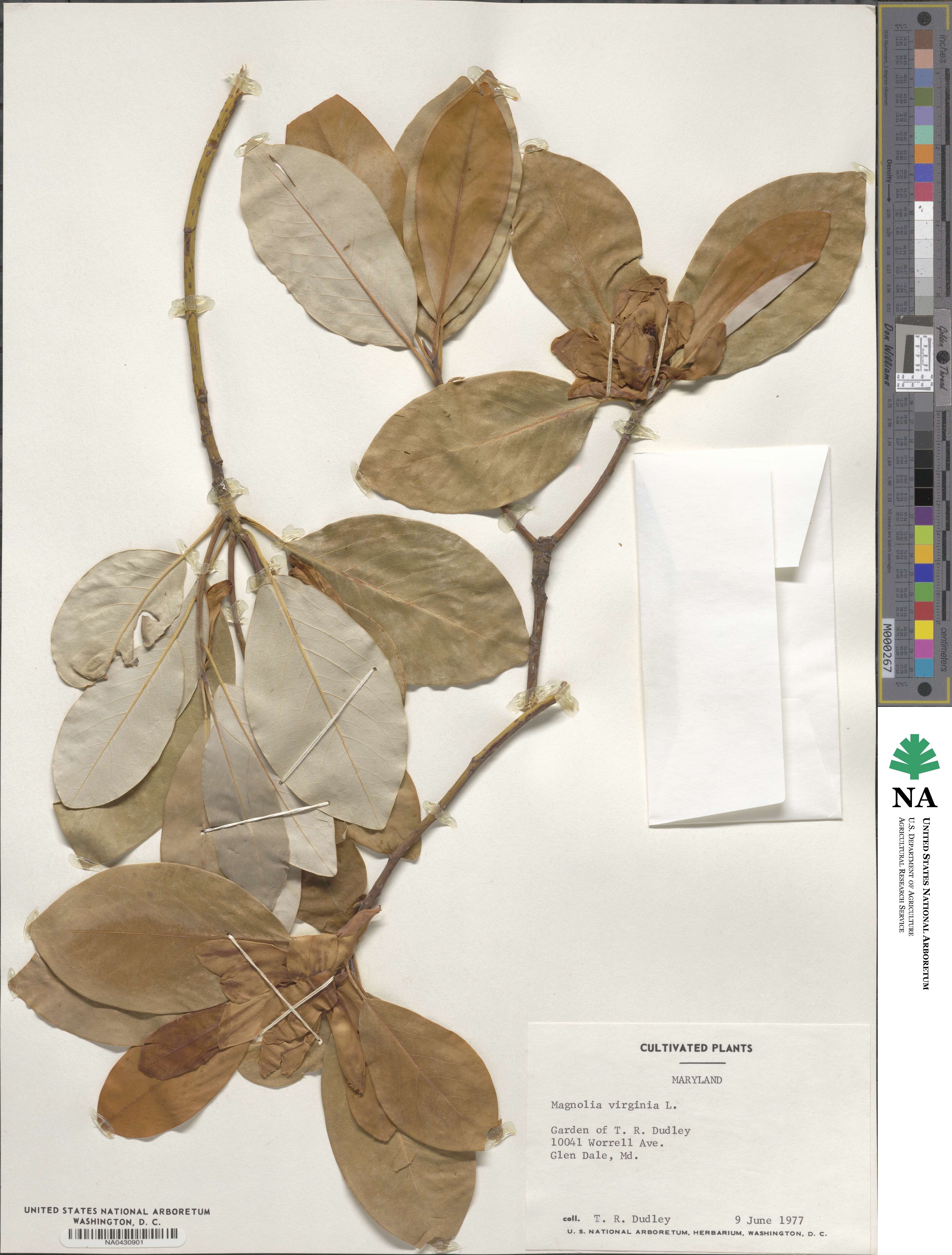 Magnolia virginiana image