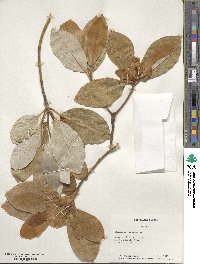 Magnolia virginiana image