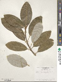 Magnolia virginiana image