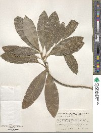 Magnolia virginiana image