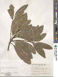 Magnolia virginiana image