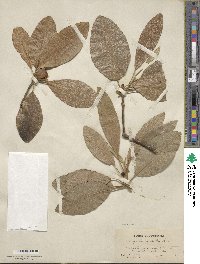 Magnolia virginiana image