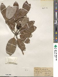 Magnolia virginiana image