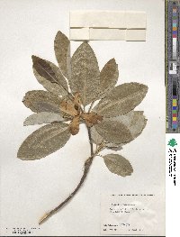 Magnolia virginiana image