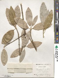 Magnolia virginiana image