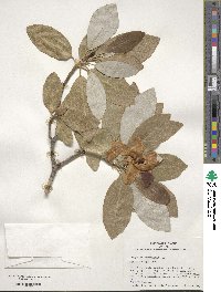 Magnolia virginiana image