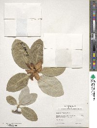 Magnolia virginiana image