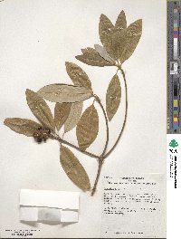 Magnolia virginiana image