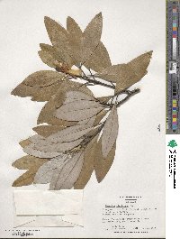 Magnolia virginiana image
