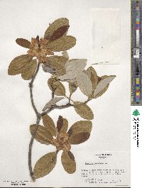 Magnolia virginiana image