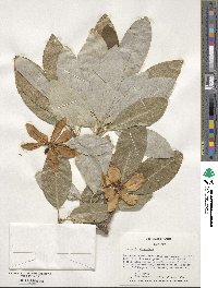 Magnolia virginiana image
