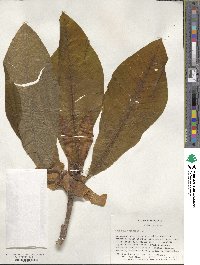 Magnolia tripetala image