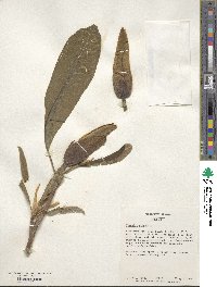 Magnolia tripetala image