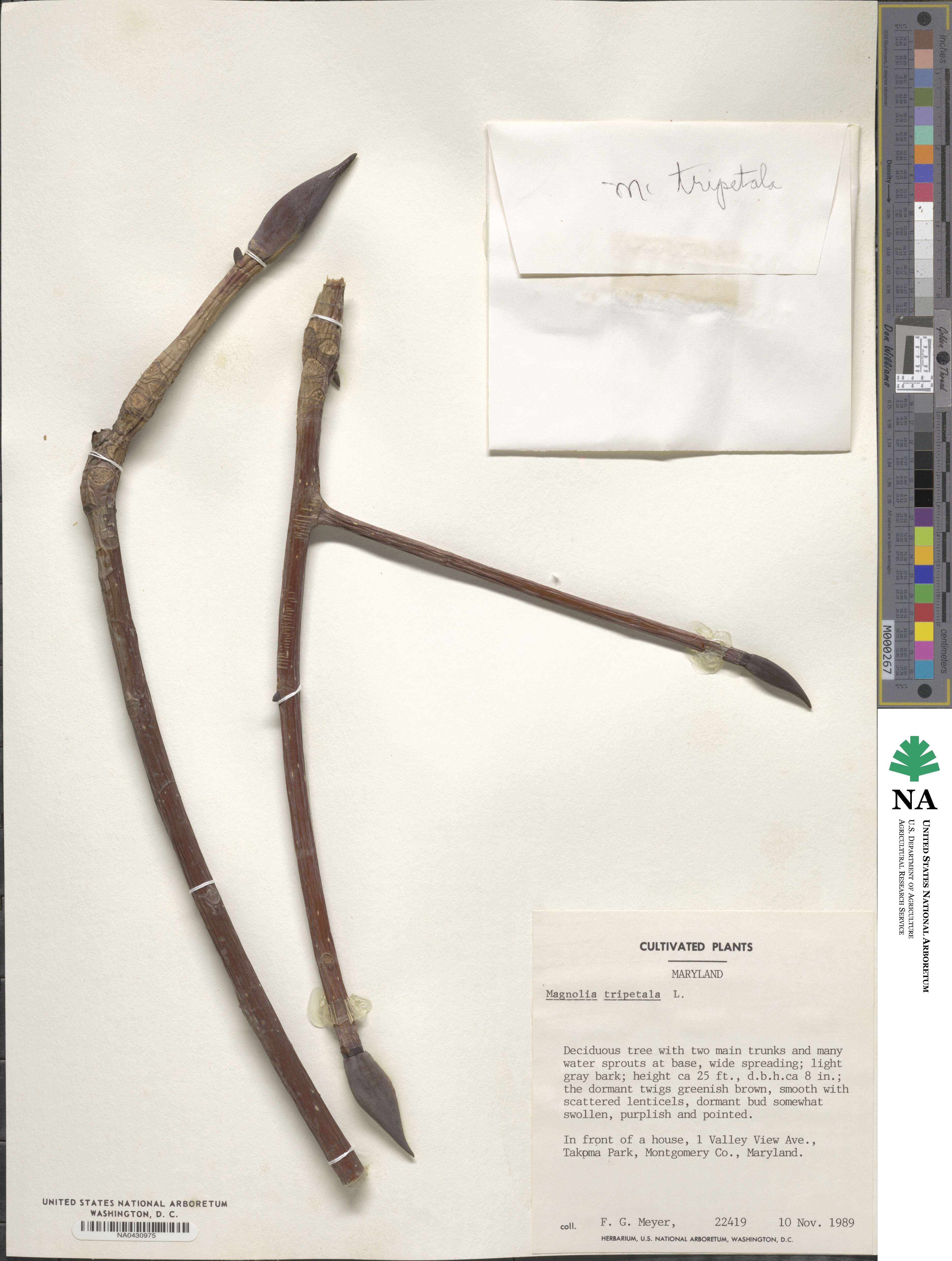 Magnolia tripetala image