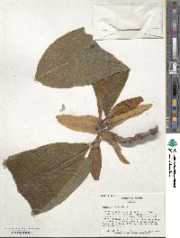 Magnolia tripetala image