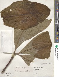 Magnolia tripetala image