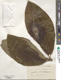 Magnolia tripetala image