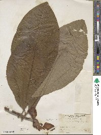 Magnolia tripetala image