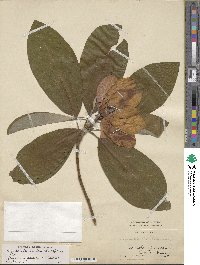 Magnolia × thompsoniana image