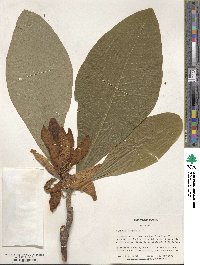 Magnolia tripetala image