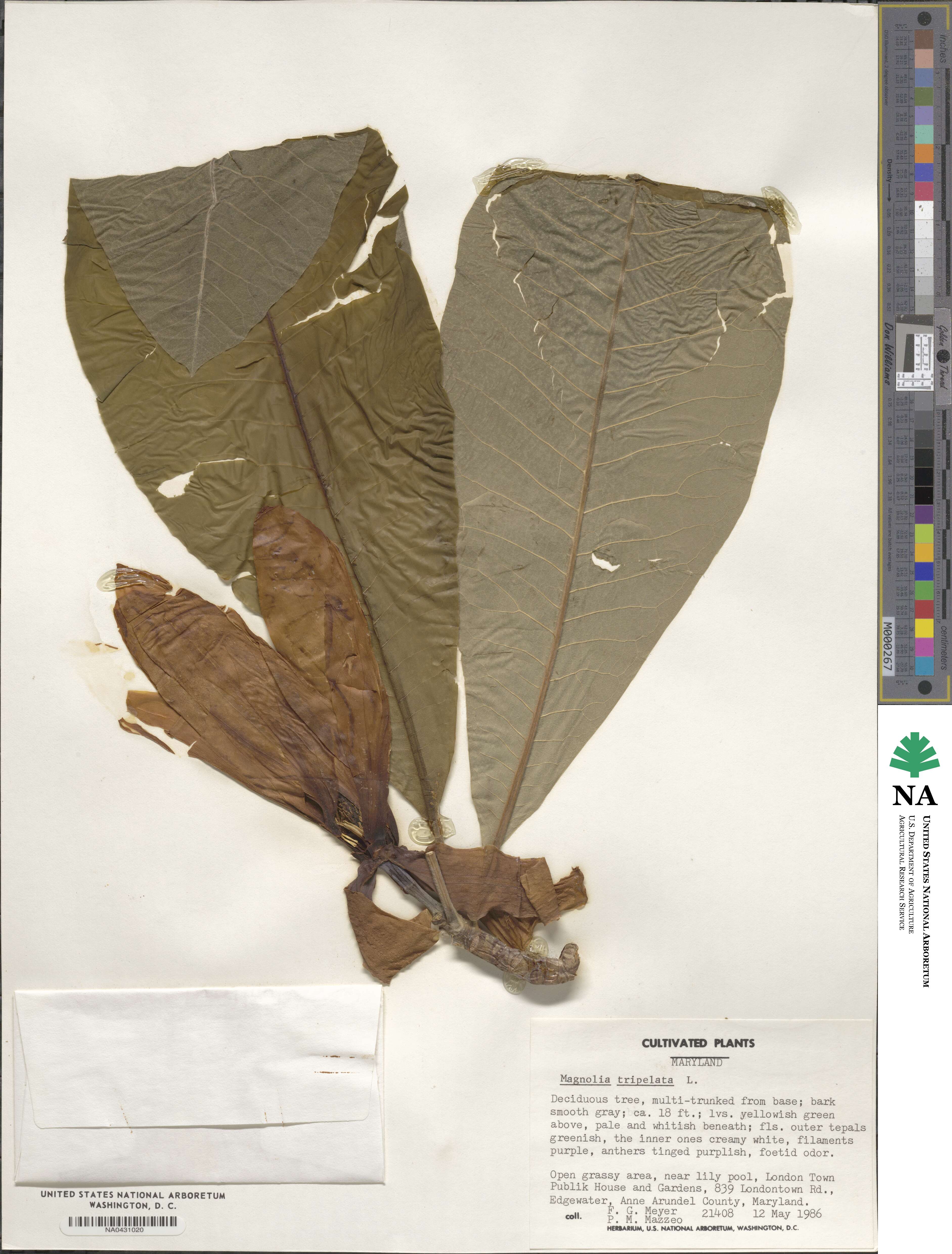 Magnolia tripetala image