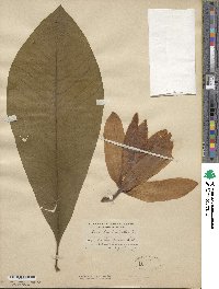 Magnolia tripetala image