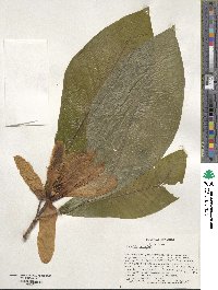 Magnolia tripetala image